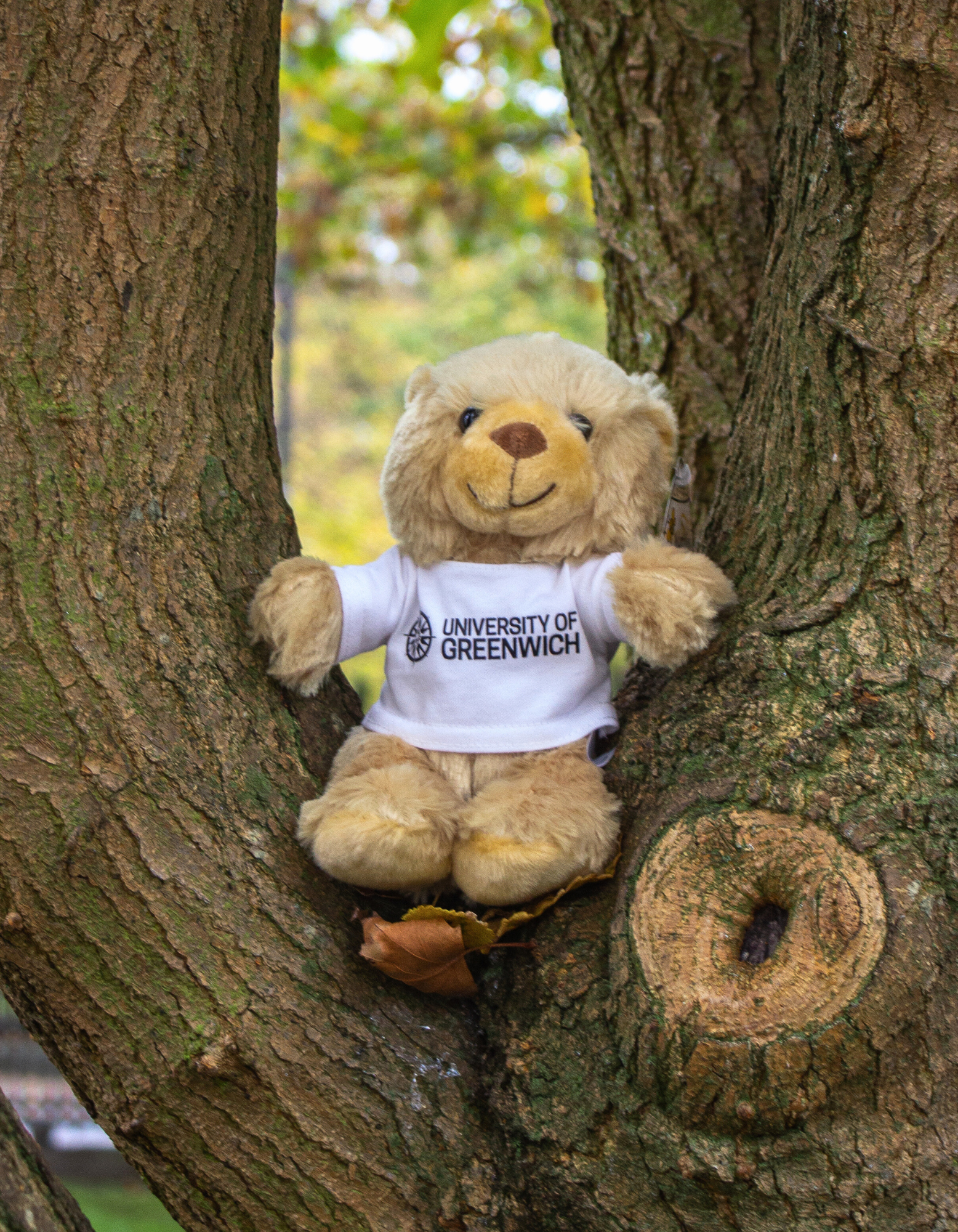 teddy bear plushie wearing University of Greenwich tee